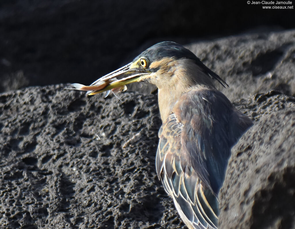 Striated Heron