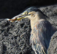 Striated Heron