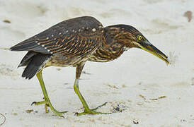 Striated Heron