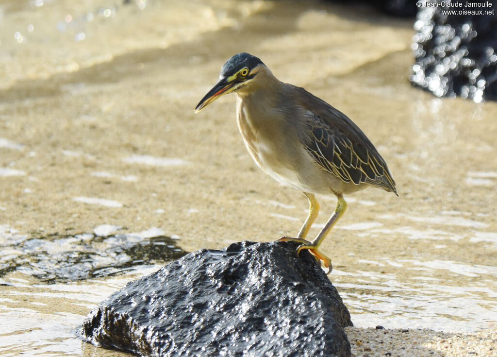 Striated Heron