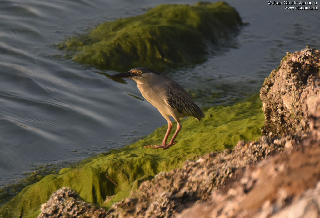 Striated Heron