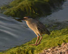 Striated Heron