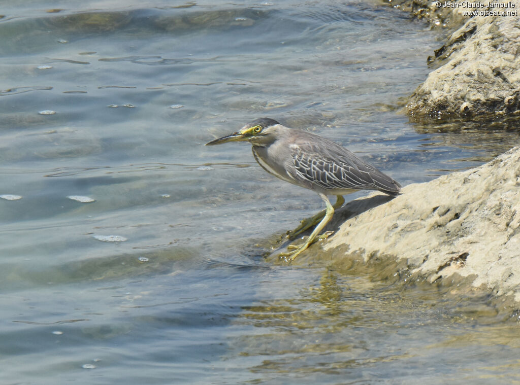 Striated Heron