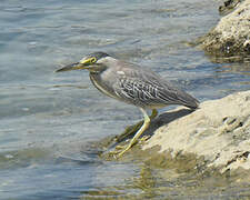 Striated Heron