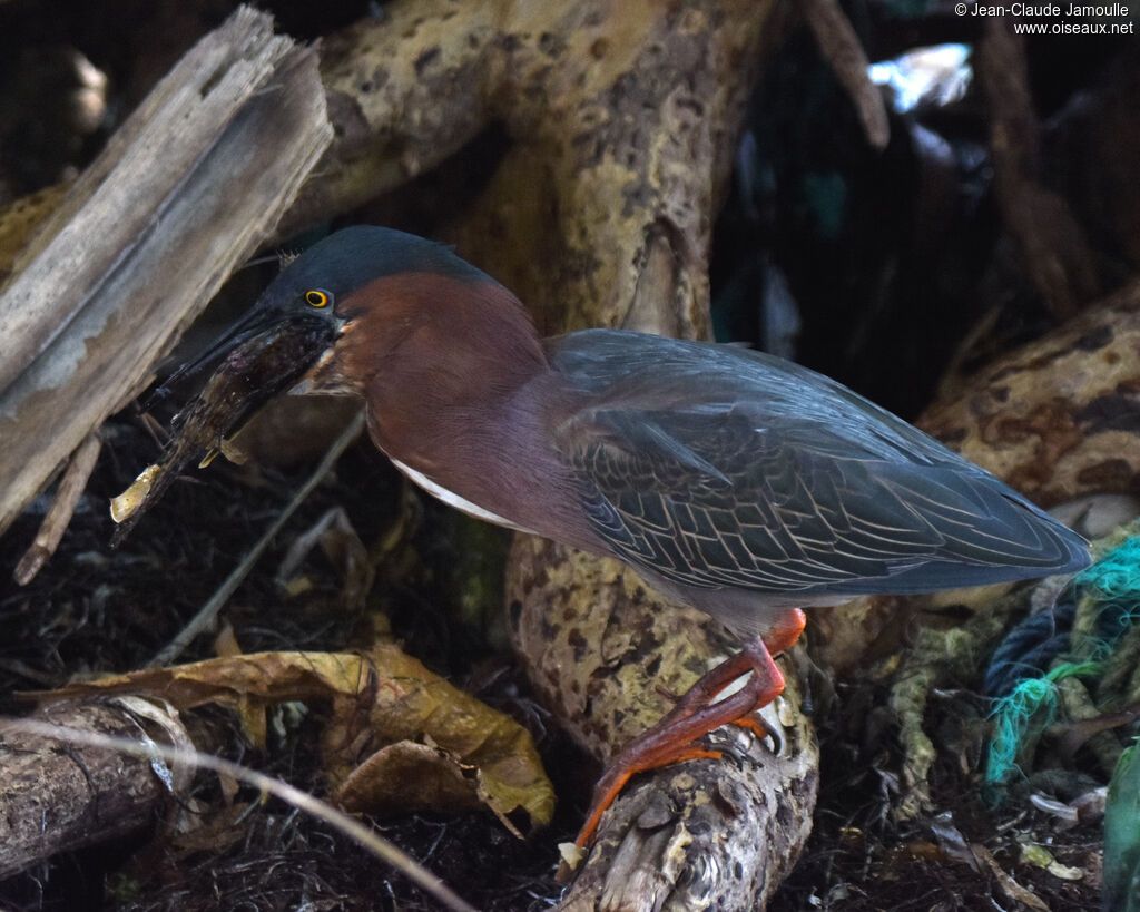 Green Heron