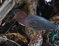 Green Heron