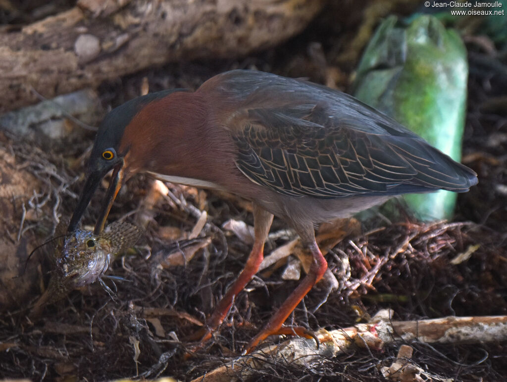 Green Heron