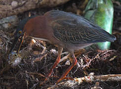 Green Heron