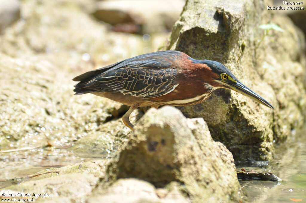 Green Heronadult, Behaviour