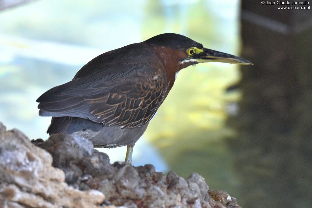 Green Heron