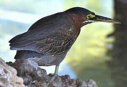 Green Heron