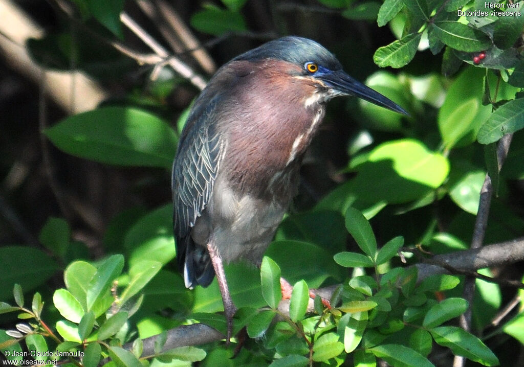 Green Heron, Behaviour