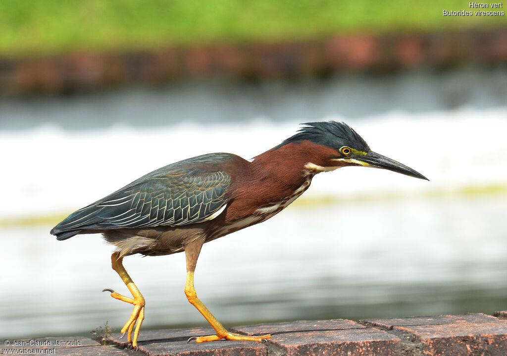 Green Heronadult, identification