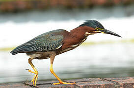 Green Heron