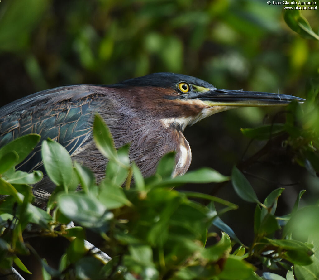 Green Heron