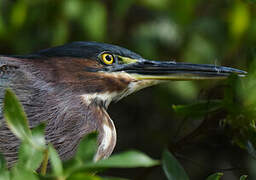 Green Heron