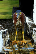 Green Heron