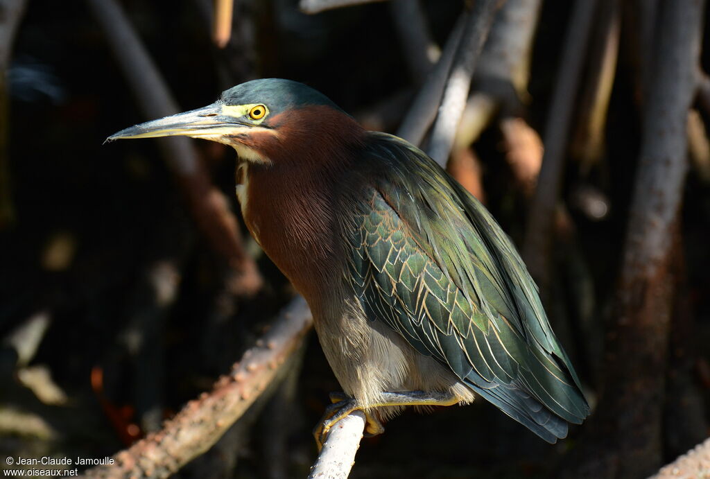 Green Heronadult