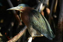 Green Heron