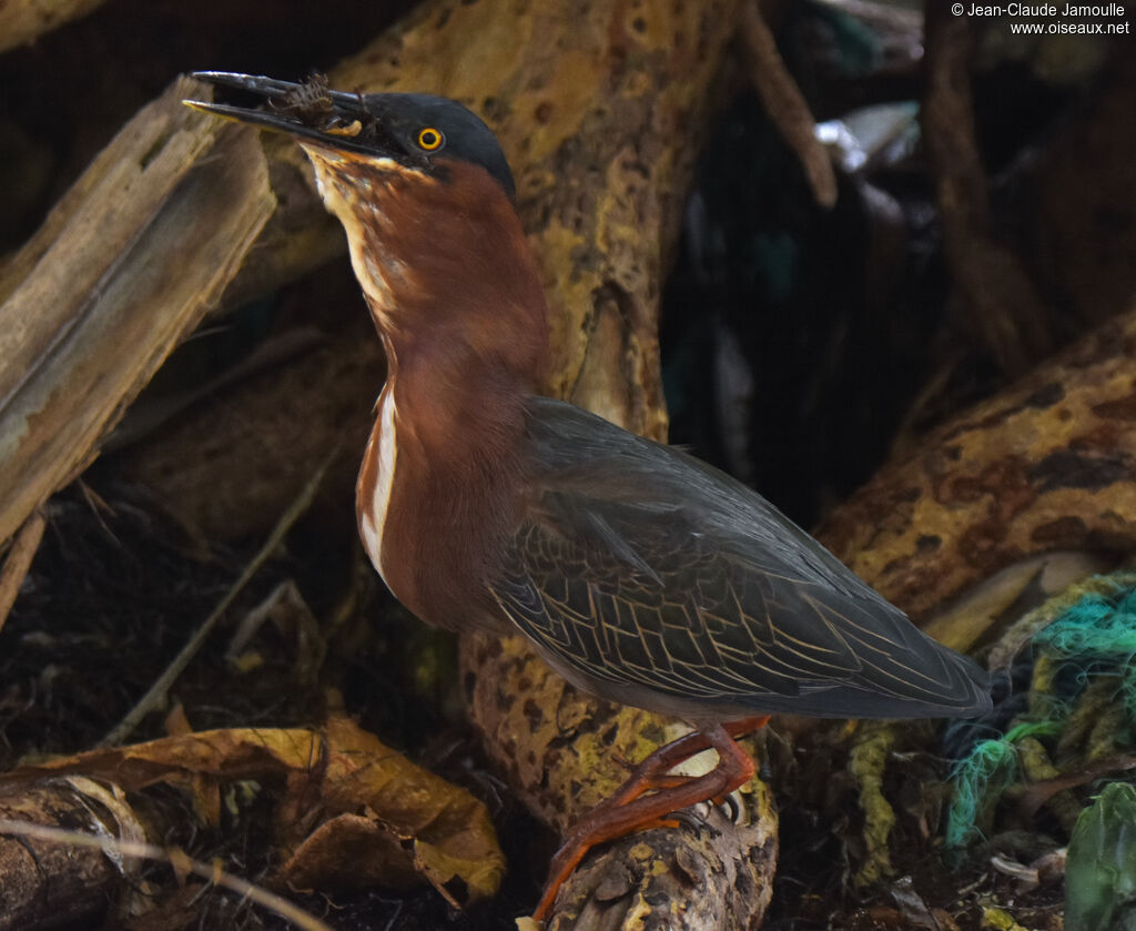 Green Heron