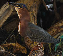 Green Heron