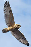 Short-eared Owl