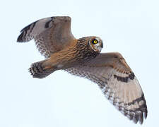 Short-eared Owl