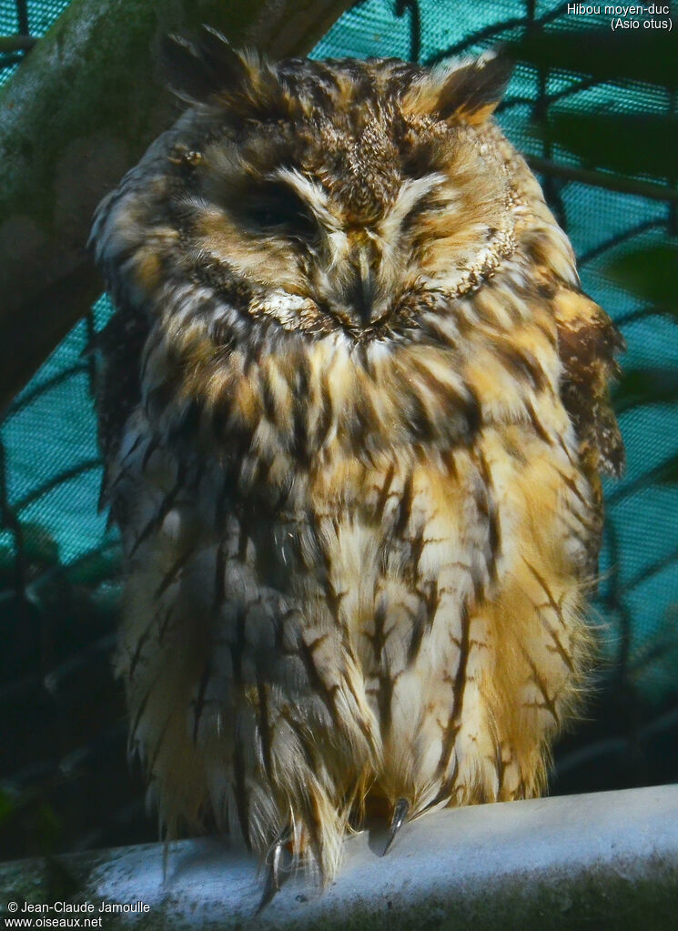 Long-eared Owl