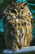 Long-eared Owl