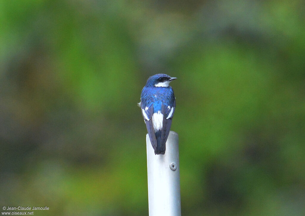 White-winged Swallow