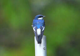 White-winged Swallow