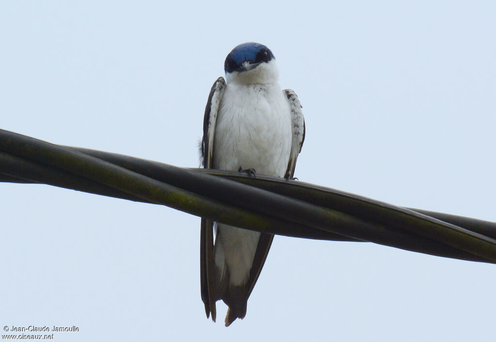 Hirondelle à ailes blanches, Comportement