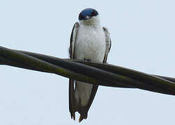 Hirondelle à ailes blanches