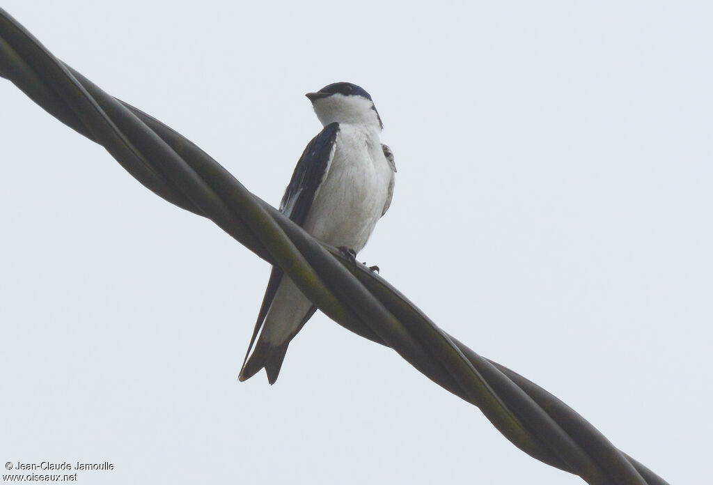 Hirondelle à ailes blanches, Comportement