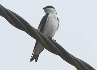 Hirondelle à ailes blanches