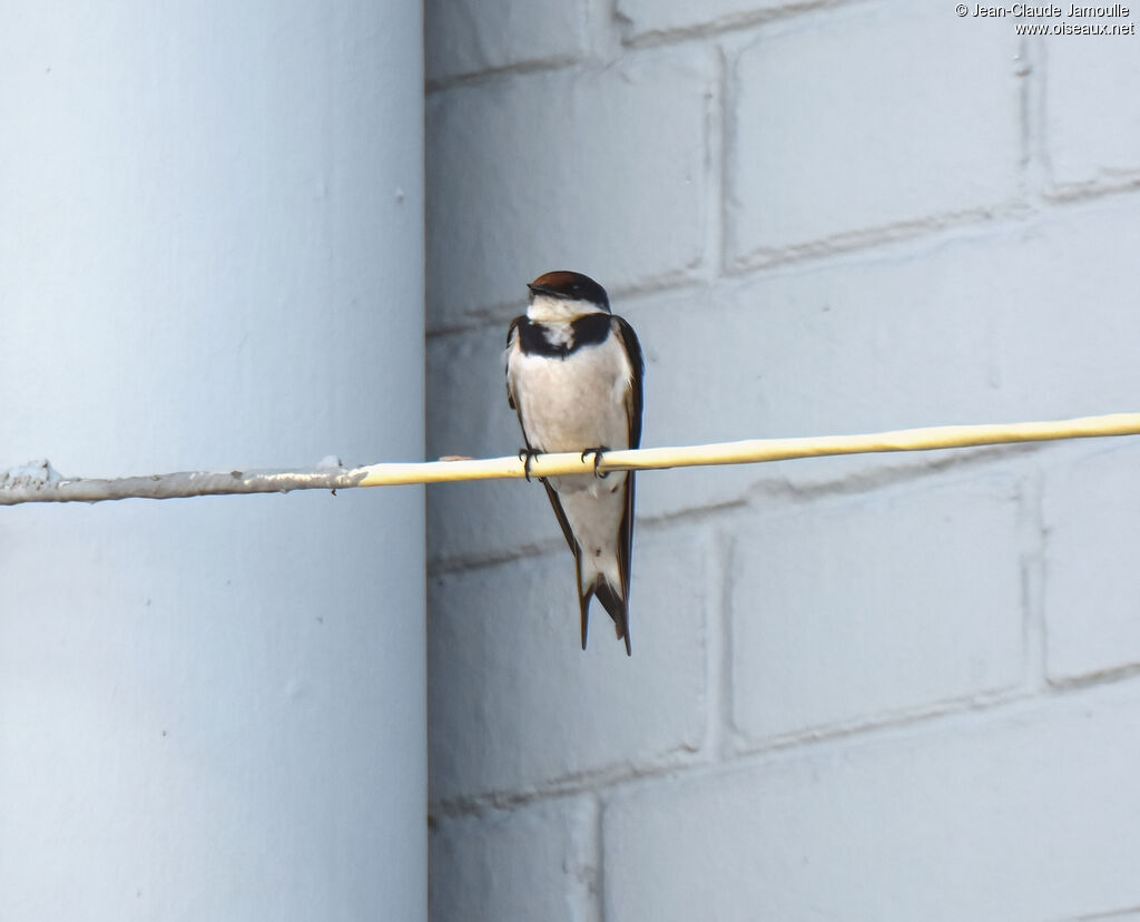 White-throated Swallow