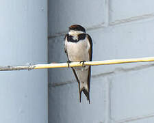 White-throated Swallow