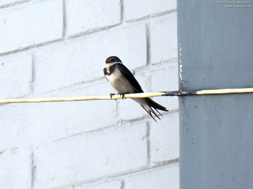 White-throated Swallow