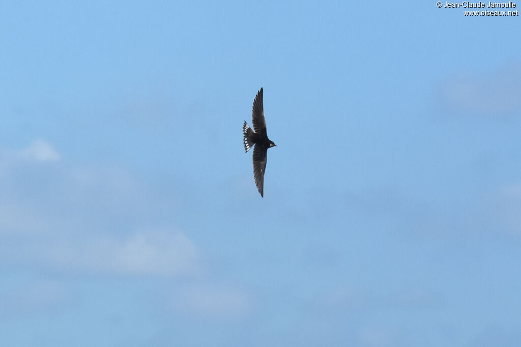 White-throated Swallowadult, Flight