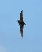 White-throated Swallow