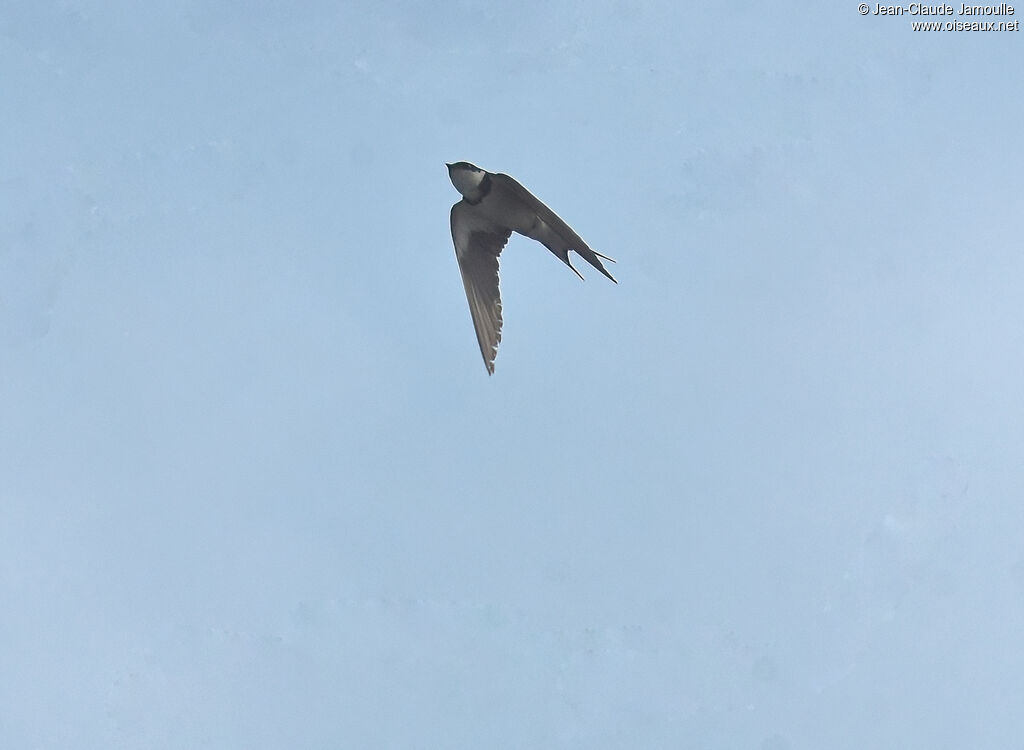 White-throated Swallow