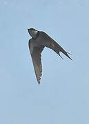 White-throated Swallow