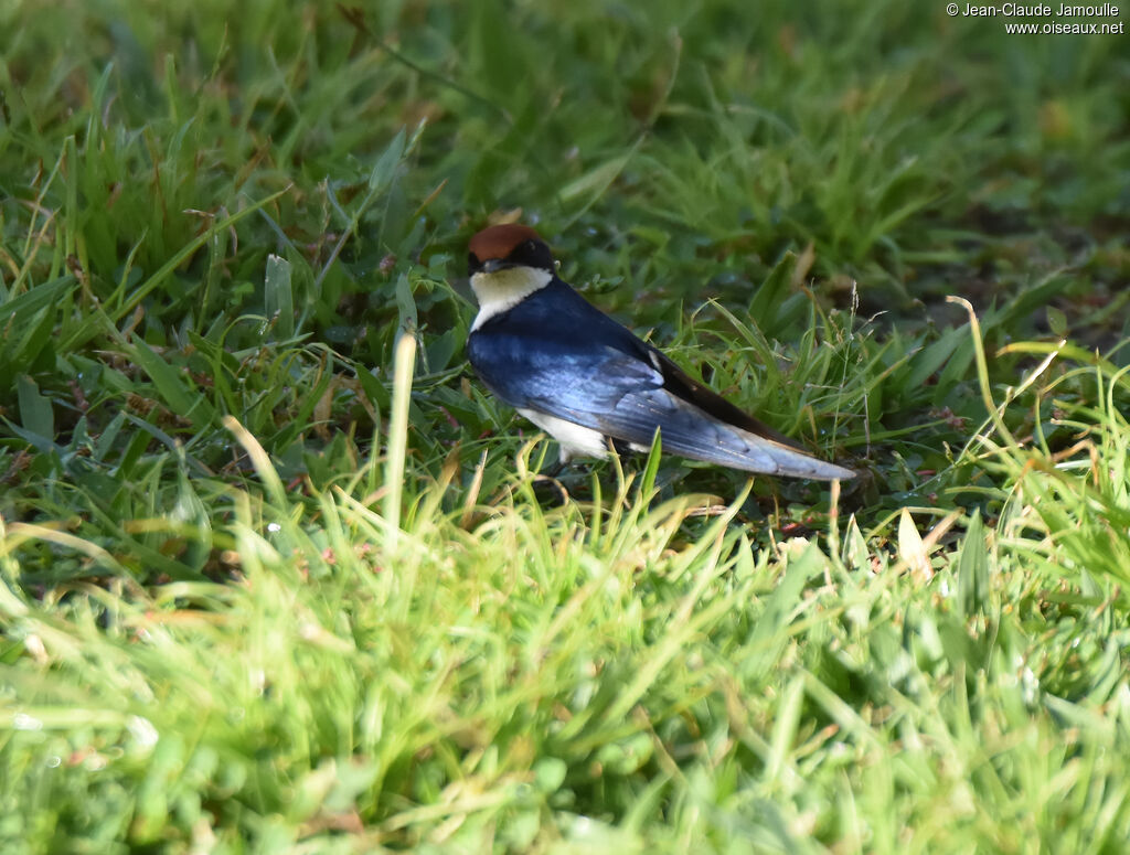 Hirondelle à longs brins