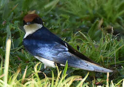 Wire-tailed Swallow