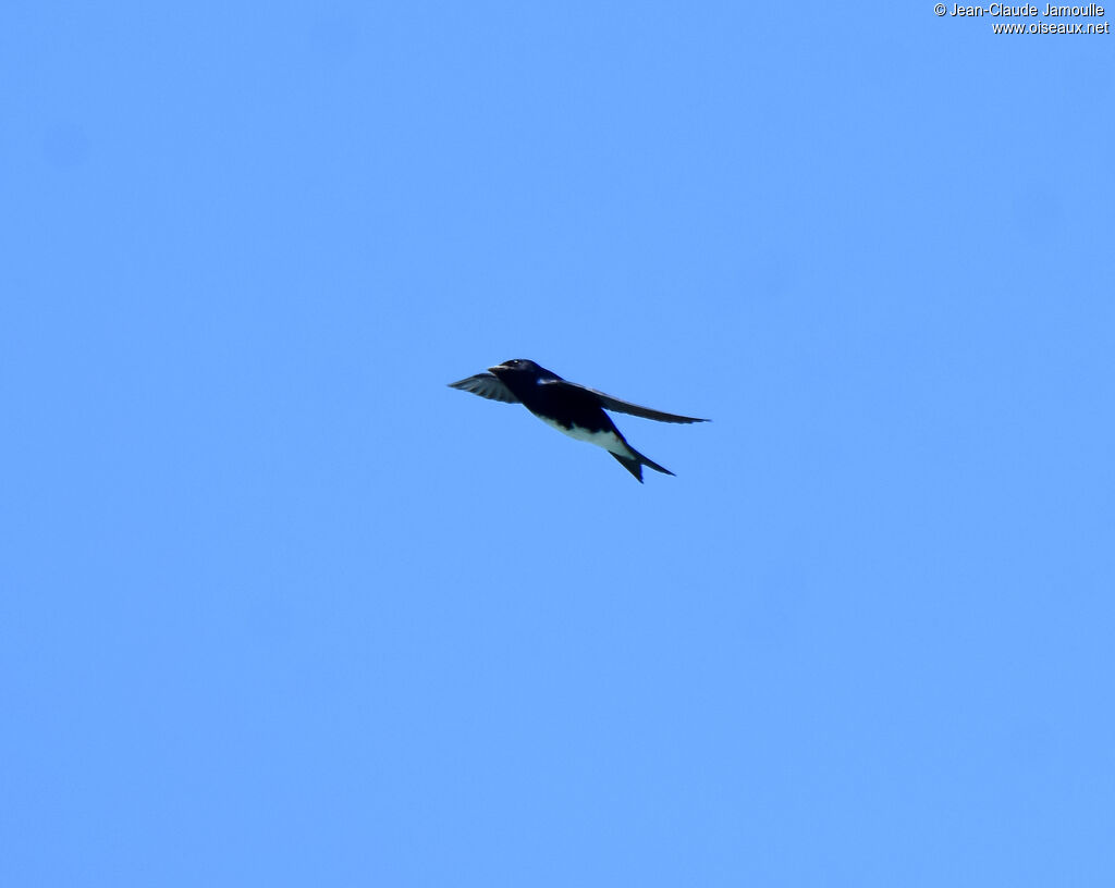 Caribbean Martin, Flight