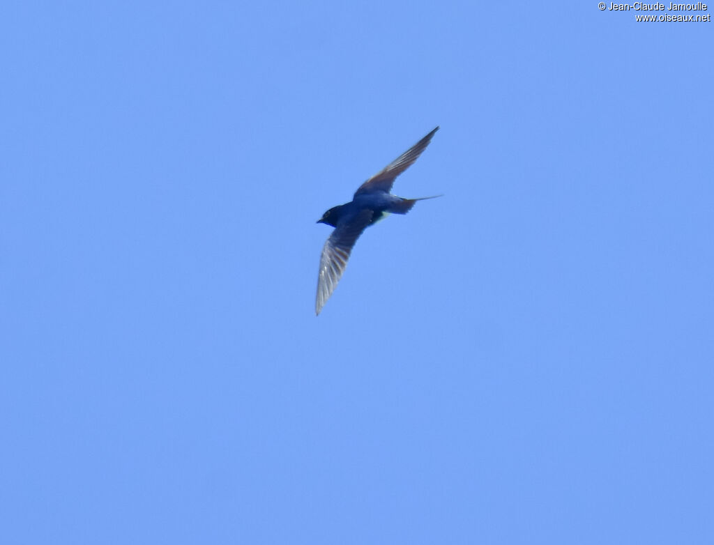 Hirondelle à ventre blanc