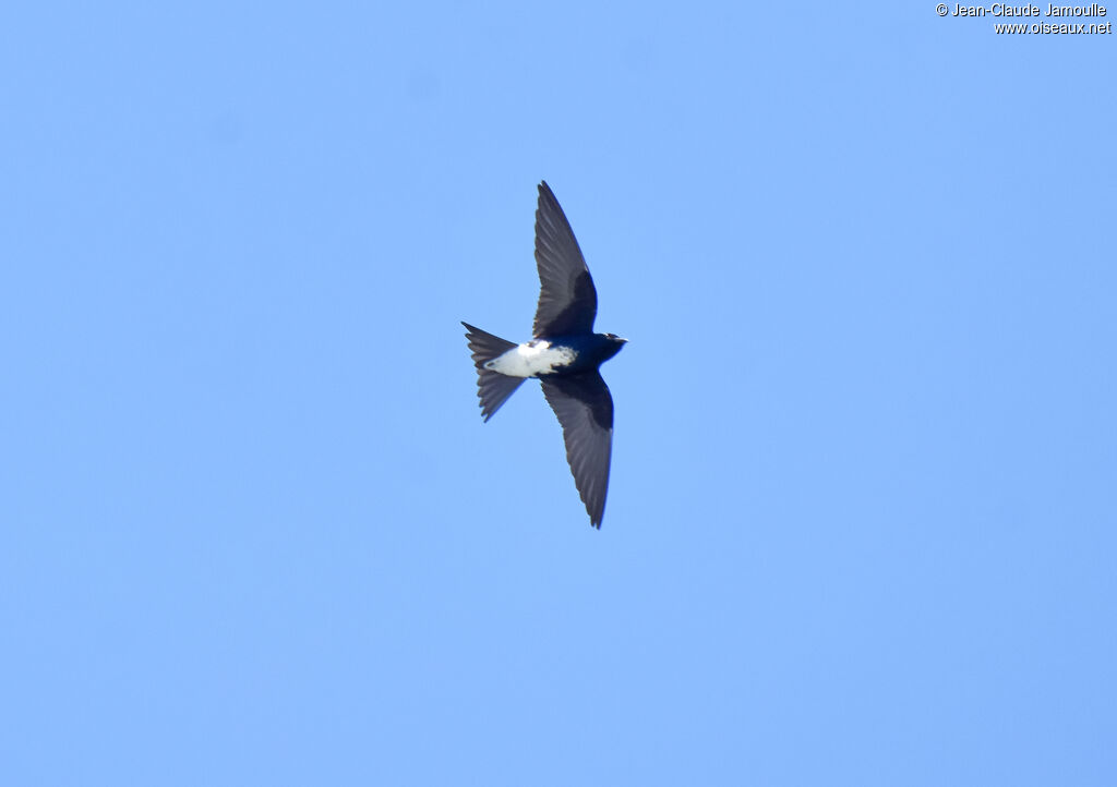 Hirondelle à ventre blanc