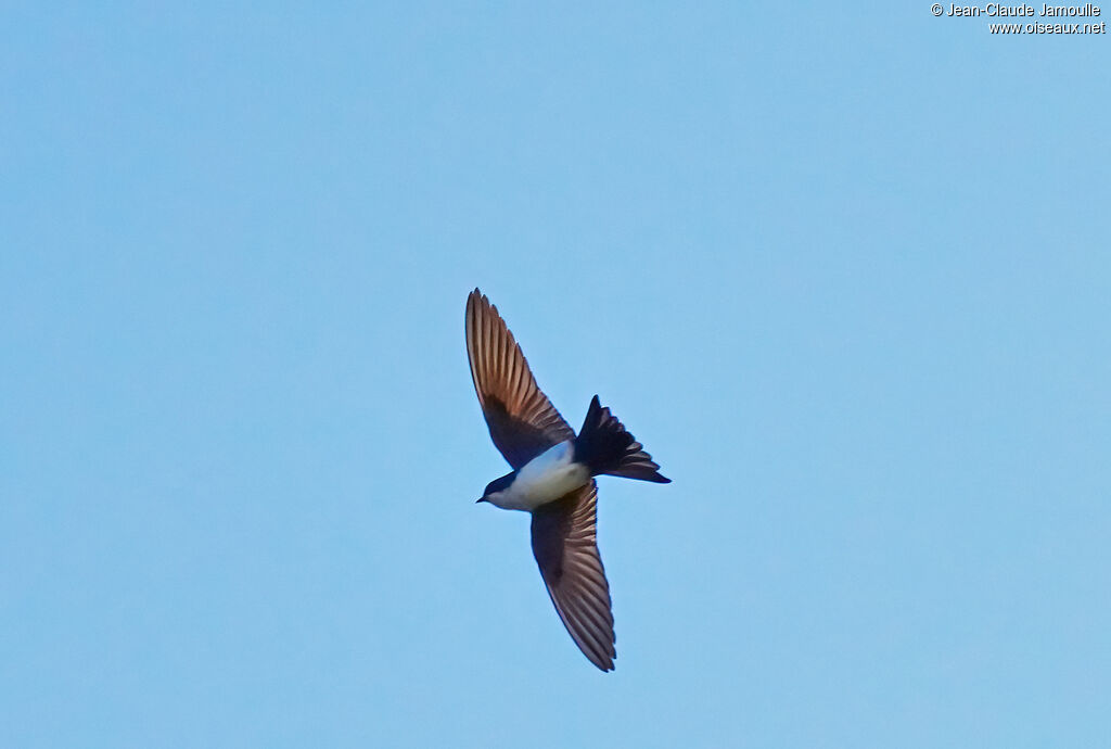 Hirondelle bleu et blanc