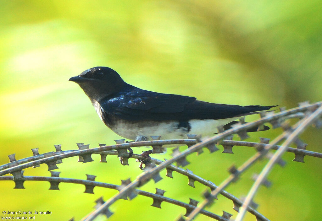 Hirondelle chalybée, Comportement