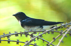 Grey-breasted Martin